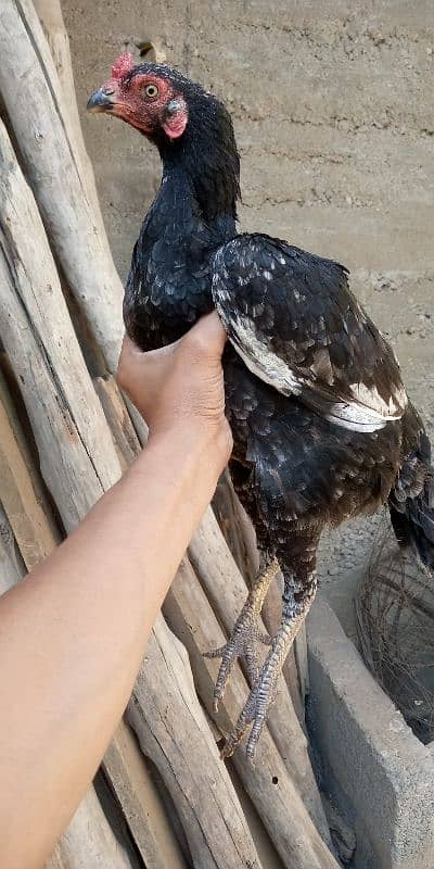 aseel females for sell