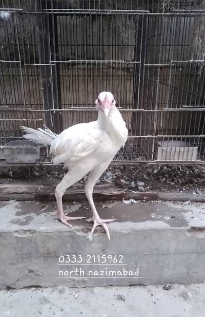 aseel heera female male