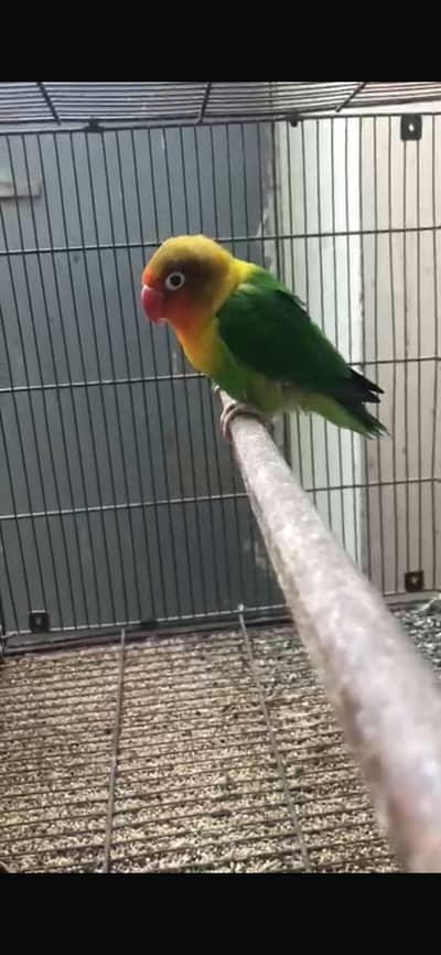 Beautiful fishers parrot healthy pair