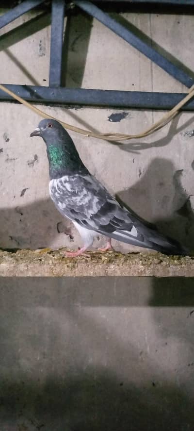 dub waly 9. kaly mail