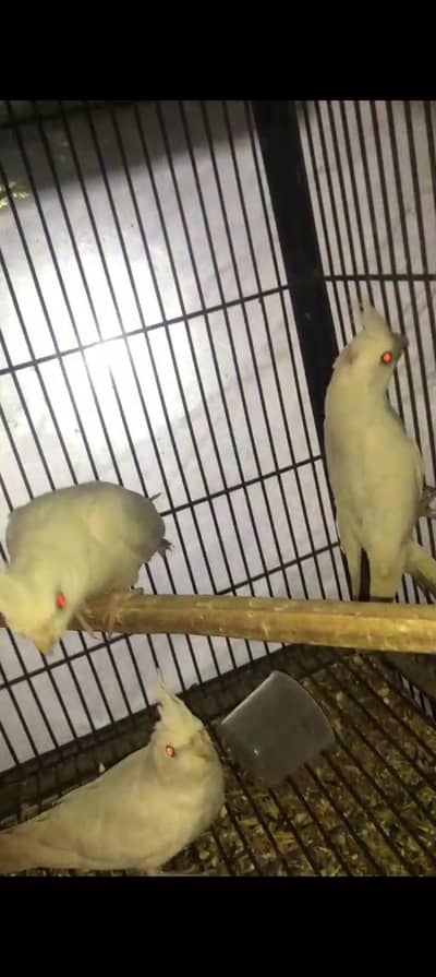 Eno White Red ie Cocktail Patha For Sale  2200 ka 1 bird Final