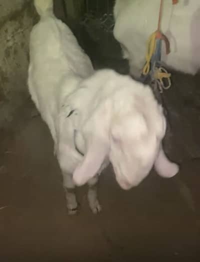 Ek number breader rajanpuri gulabi white eyes