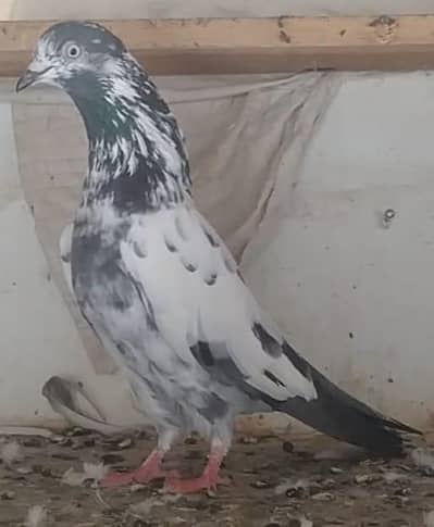 Teddi golden kamanger pigeons