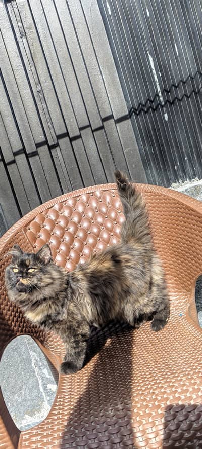 Smoky grey Persian kitten