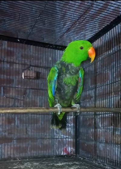 Vosmaeri Eclectus breeder fertile male very huge size.