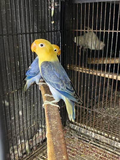 love birds dunfellow splits and yellow face splits avilable