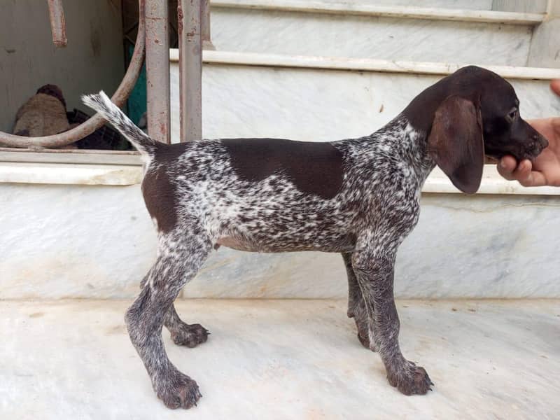 pointer puppy 1