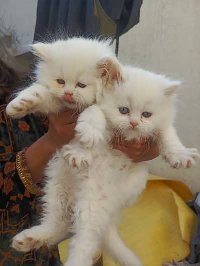 Pesian cat babies