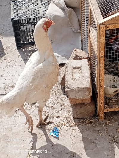 paper white aseel for sale breeder hen