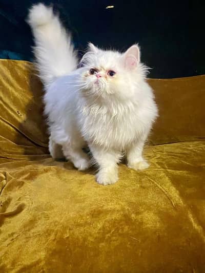 Punch face triple coated cat