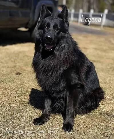 Pedigree long coated black German shepherd puppies available for sale