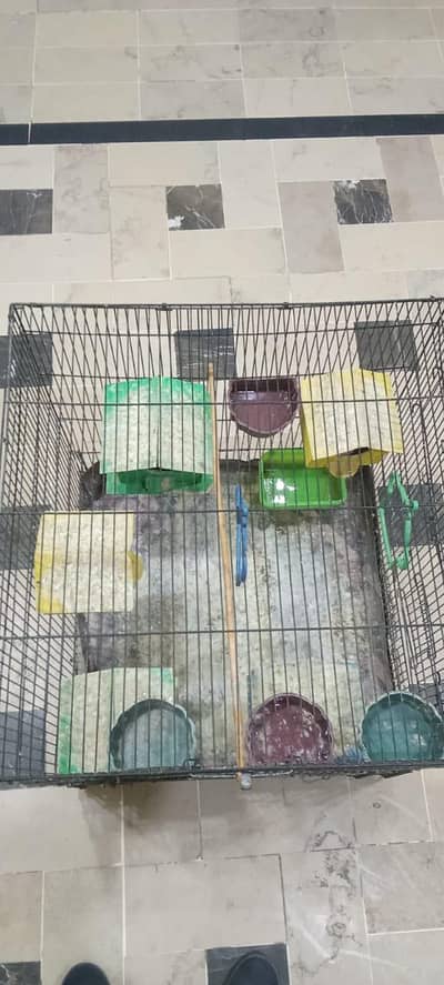 Hen / Birds Cage