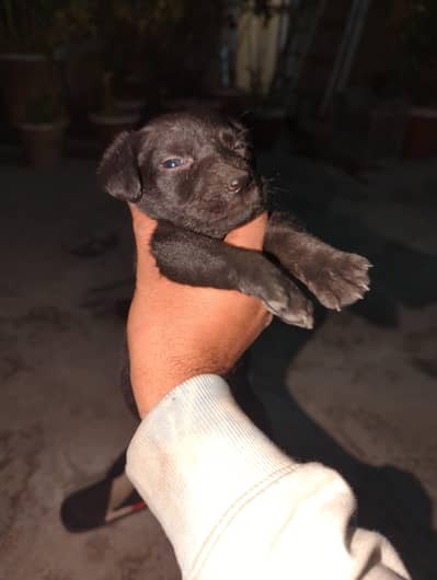 American Labrador puppy