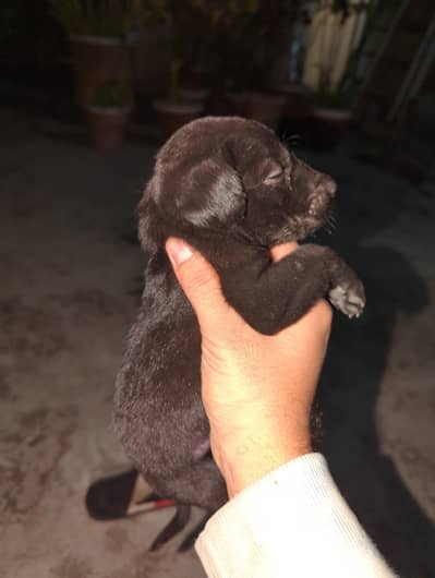 American Labrador puppy