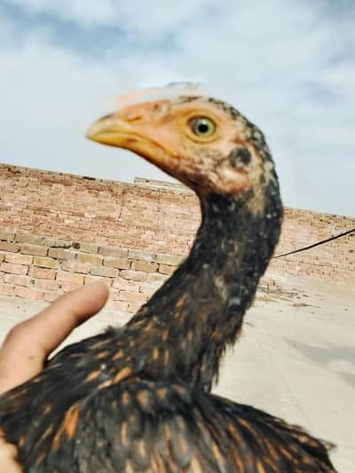 high quality patha high blood line