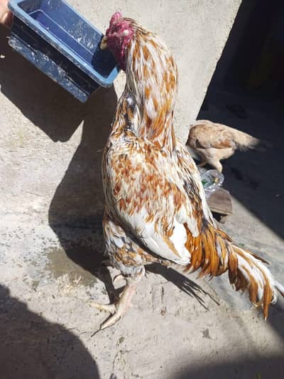 beautiful and healthy but only breader