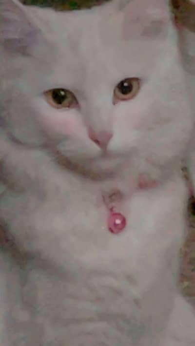 person white cat double coat with golden eyes