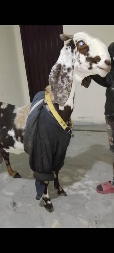 shara print bakra for sale