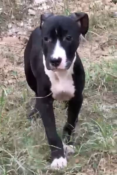 Puppy pitbull lahore