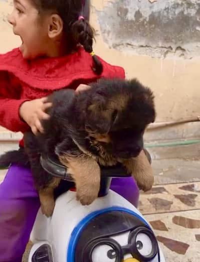 female pup High quality pink pedigree from german import father