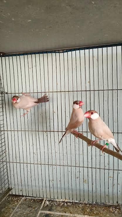 Fawn Java white java 1