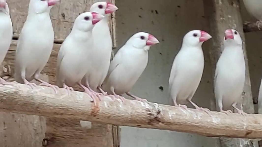 Fawn Java white java 3