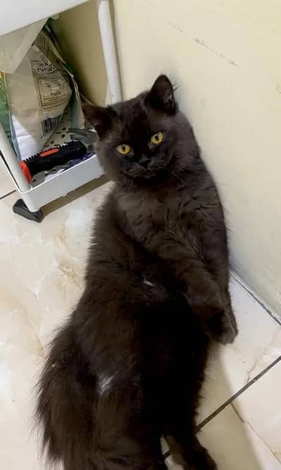 persian healthy cat for sale