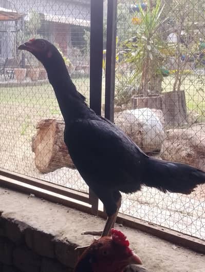 original shamo bachy for sale