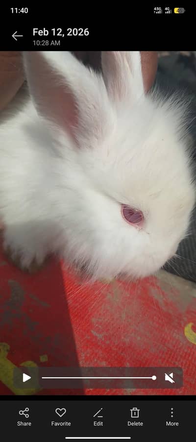 rabbit for sell