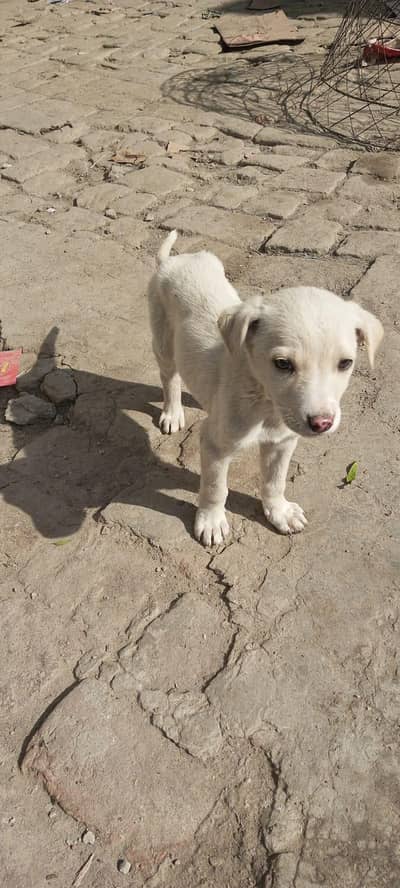 GULTAIR DOG CROSS WITH BHERIA KAMAL KA BACHA
