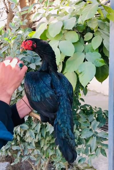 High Quality Mushki Madi