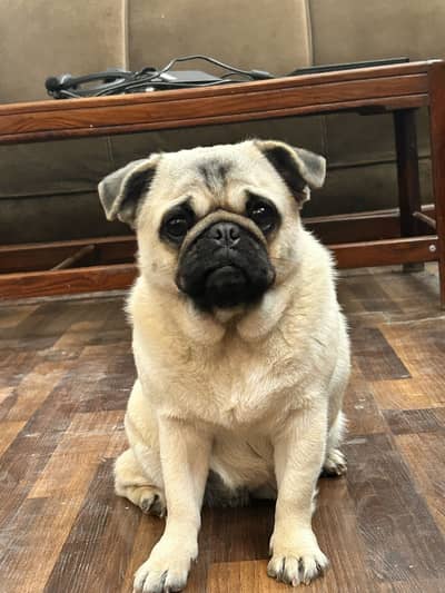 Pug female