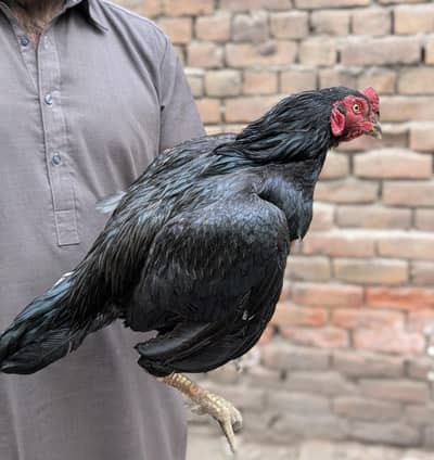 Mushka mianwali murga for sale