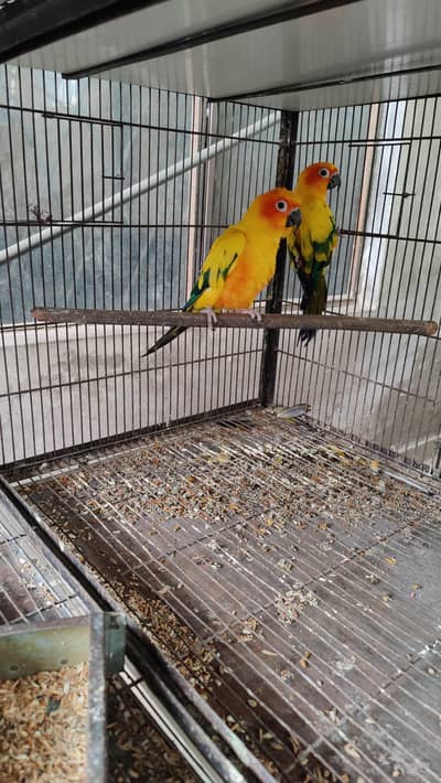 Sun Conure Breeder pair