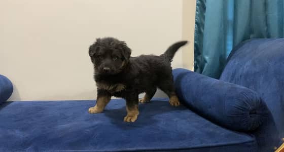 GERMAN SHEPHERD MALE PUPPY