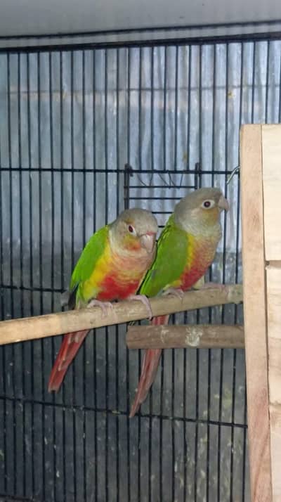 yellow sided pineapple