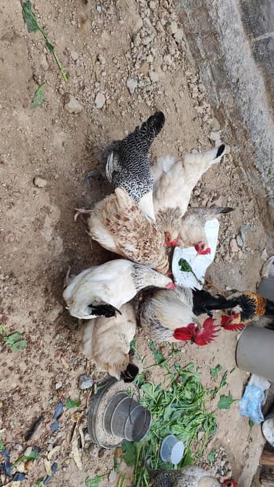 9 murgiya for sale.  sbi eggs dy rhi hein