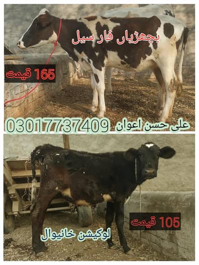 bachria 03017737409 Whatsapp