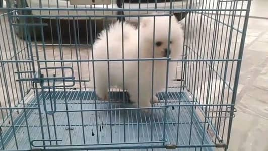 helthy and butifull pomeranian puppies dog for sale
