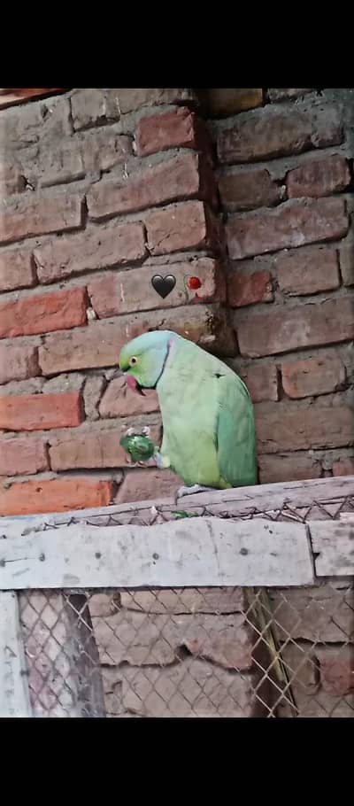 GreenRing neck parrot
