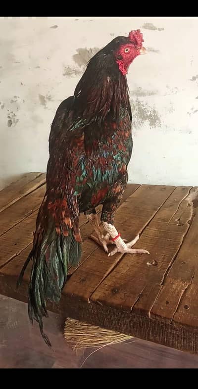 pure Aseel lkha  murga