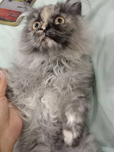 Persian kittens and cats