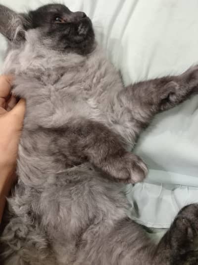 Persian kittens and cats