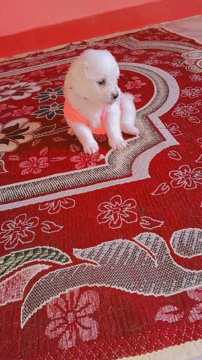 Russian puppys for sale