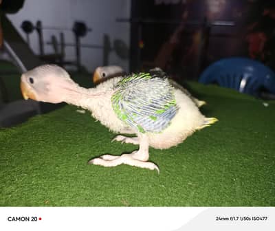 parrot chicks