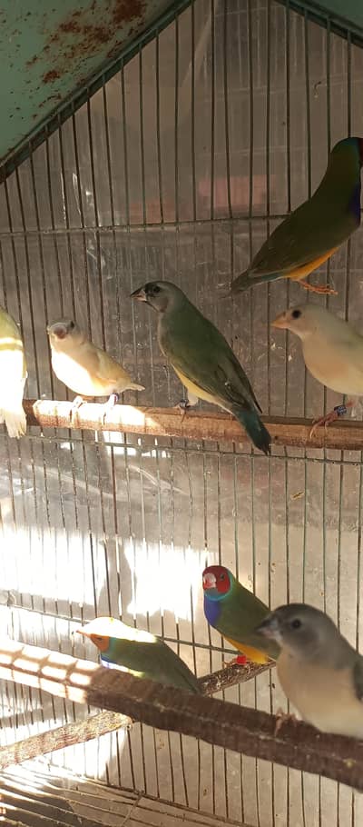 Lady gouldian Finches ( Pathey )