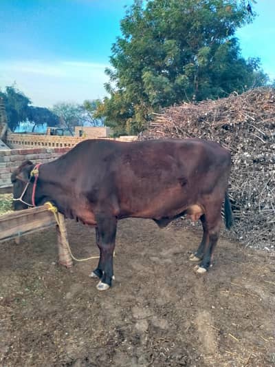 Ak mahena k Teka rakha ha ,7 kg dodha ha, dosra wara ha,