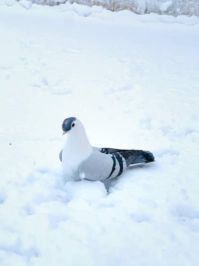 Shaksharli Cristed karbalai ( chicks pair ) Available.