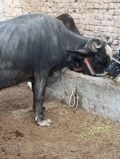 Buffalo With Male Baby 6Kg Dodh