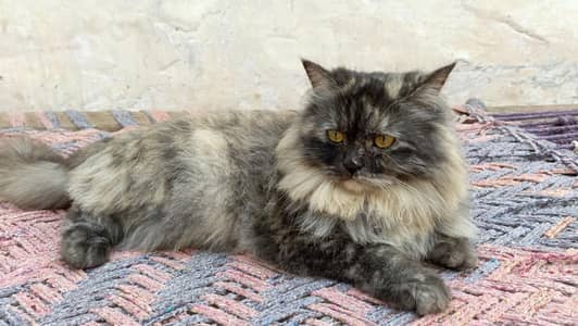 breeder Cat for sale series buyer can contact